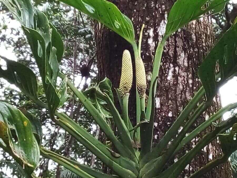 Monstera adansonii 3