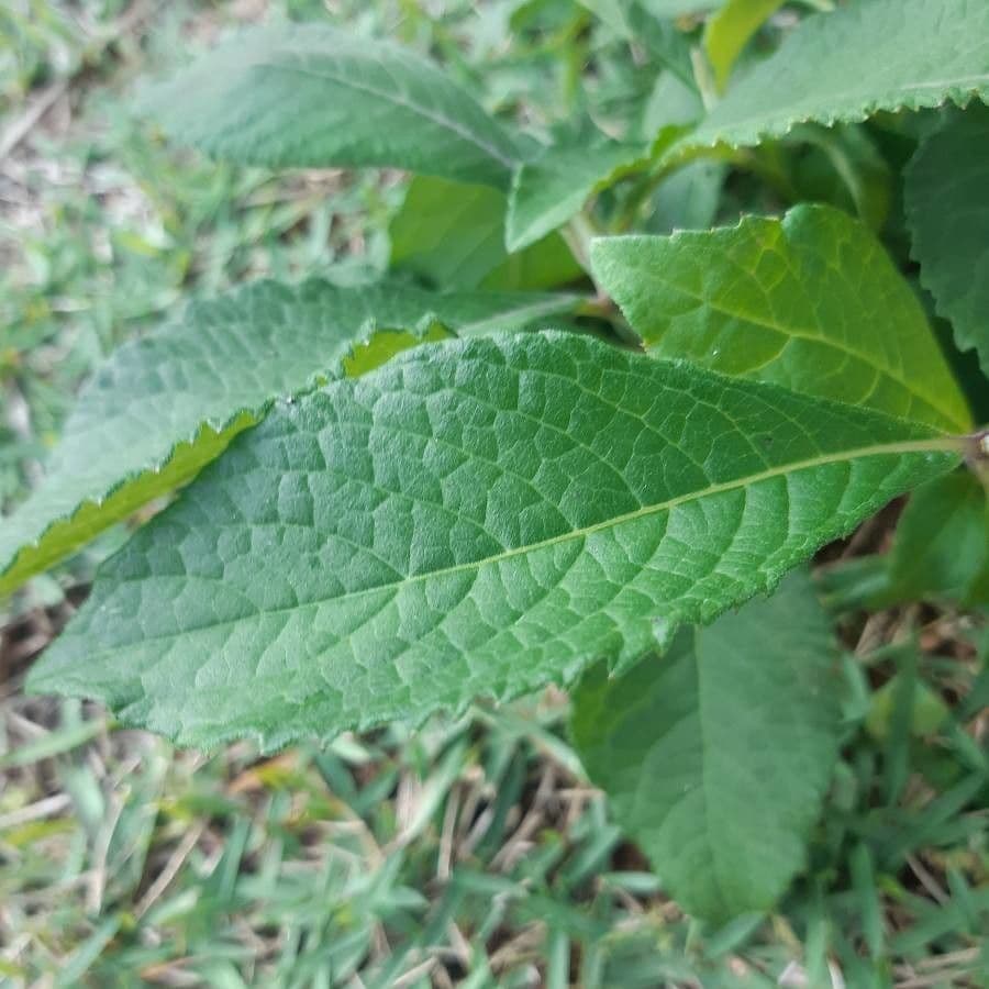 Vernonia di Baldwin 14