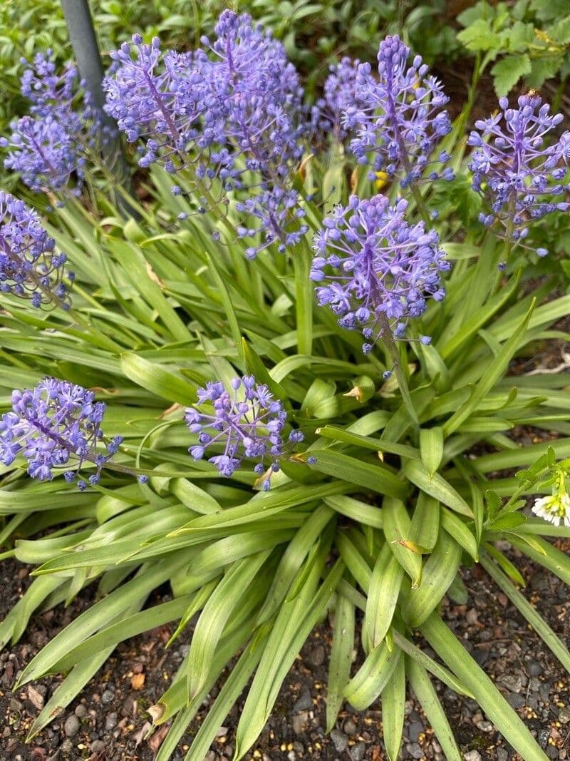 Scilla dalmatica 2