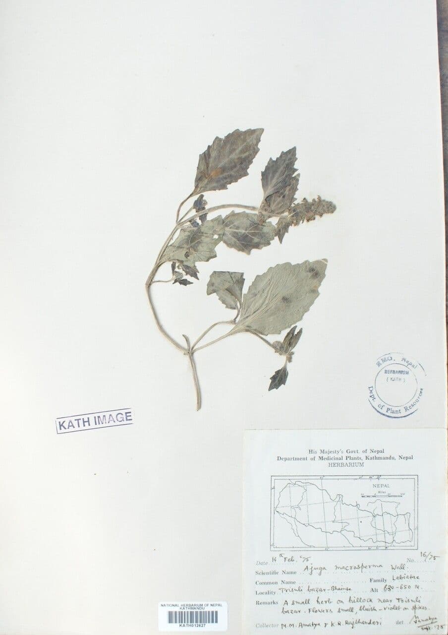 Ajuga 5