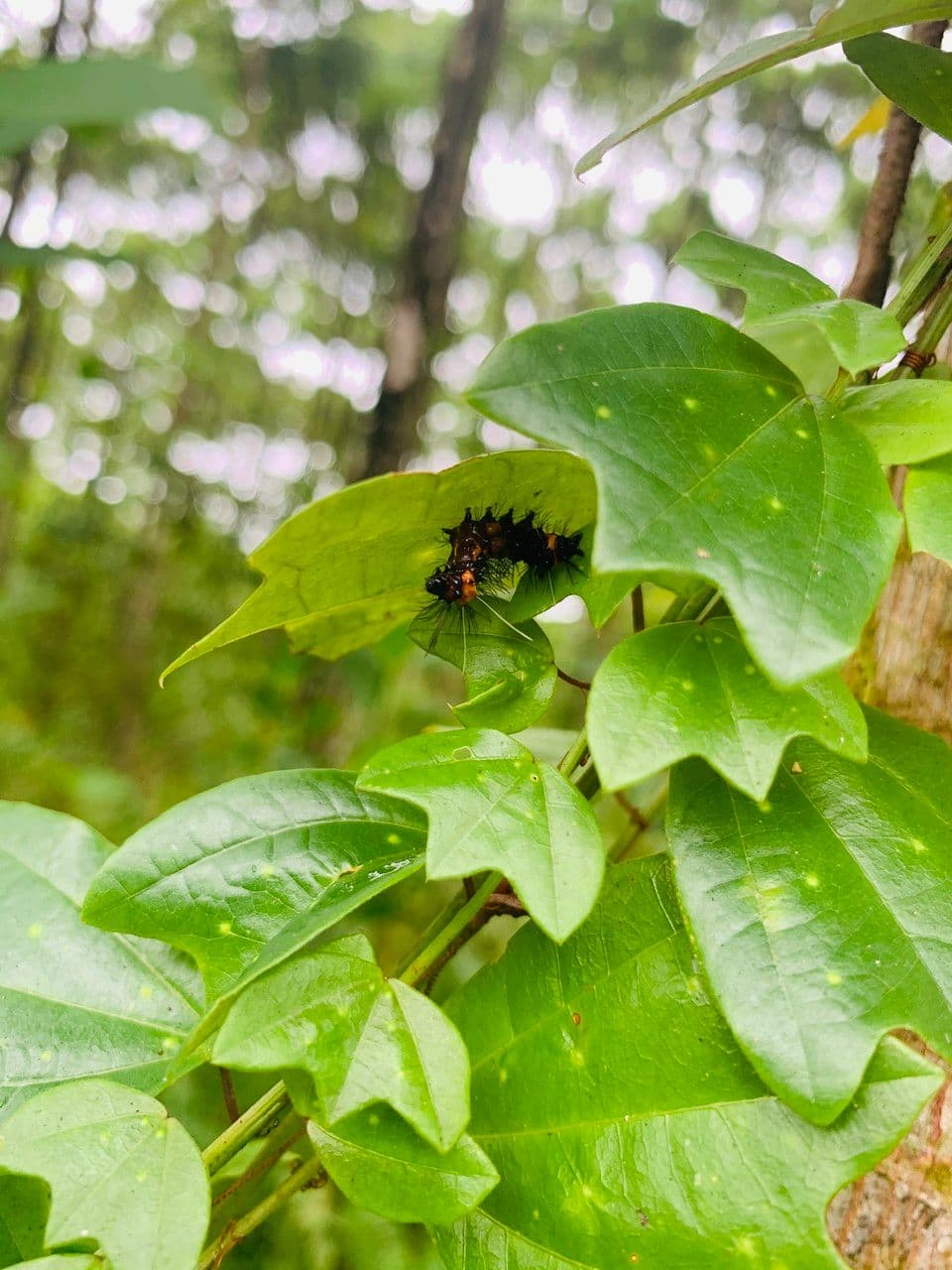 Passiflora 8