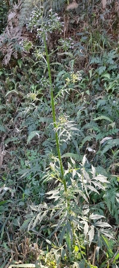 Erba bruciata valerianifolia 10
