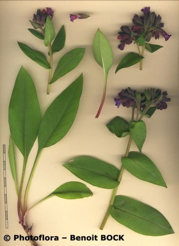 Polmonaria morbida 19