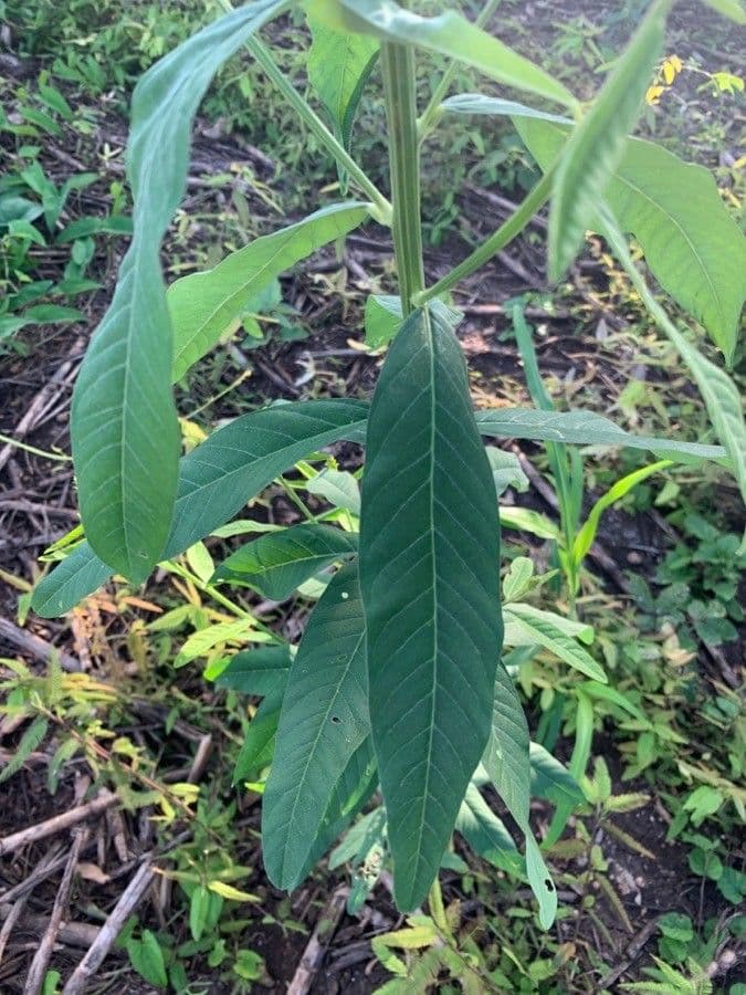 Crotalaria juncea 17