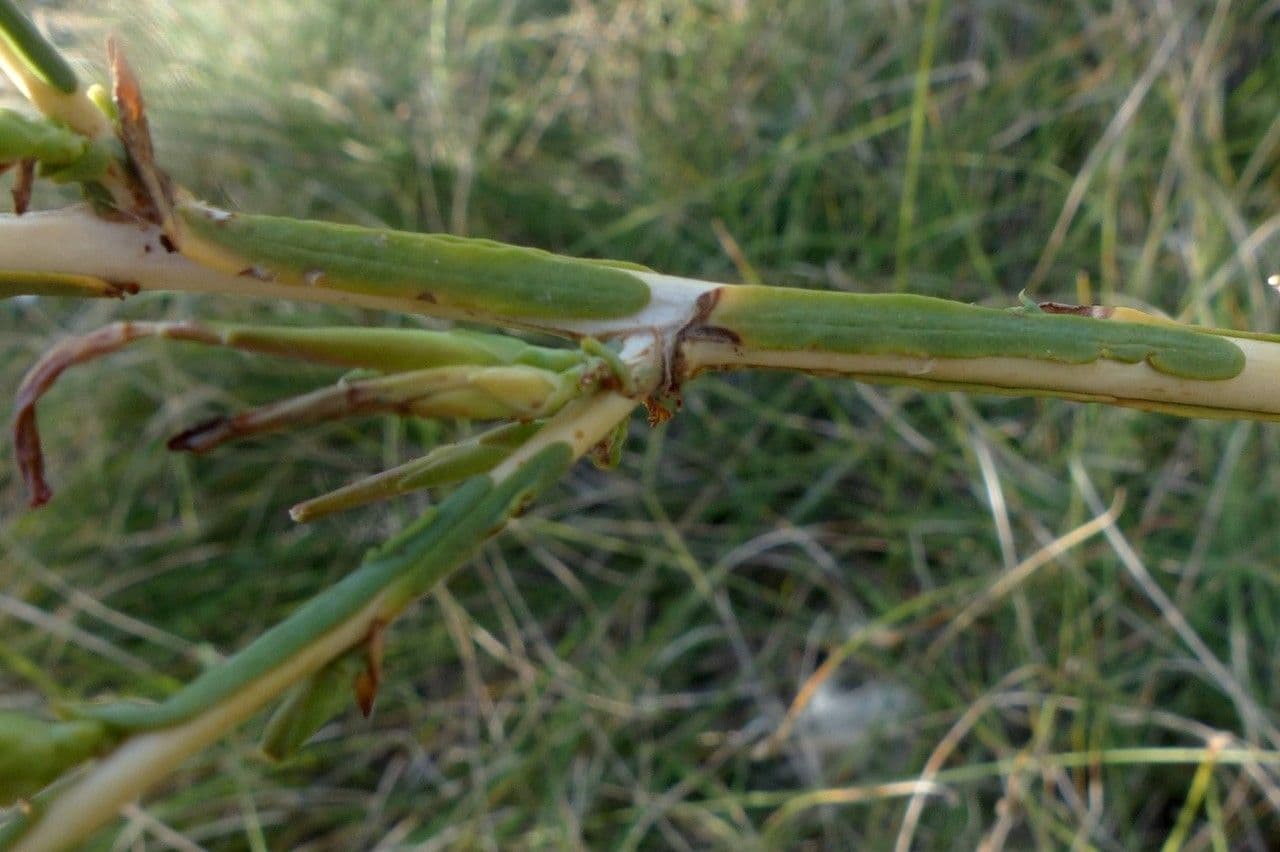 Lattuga viminea 24