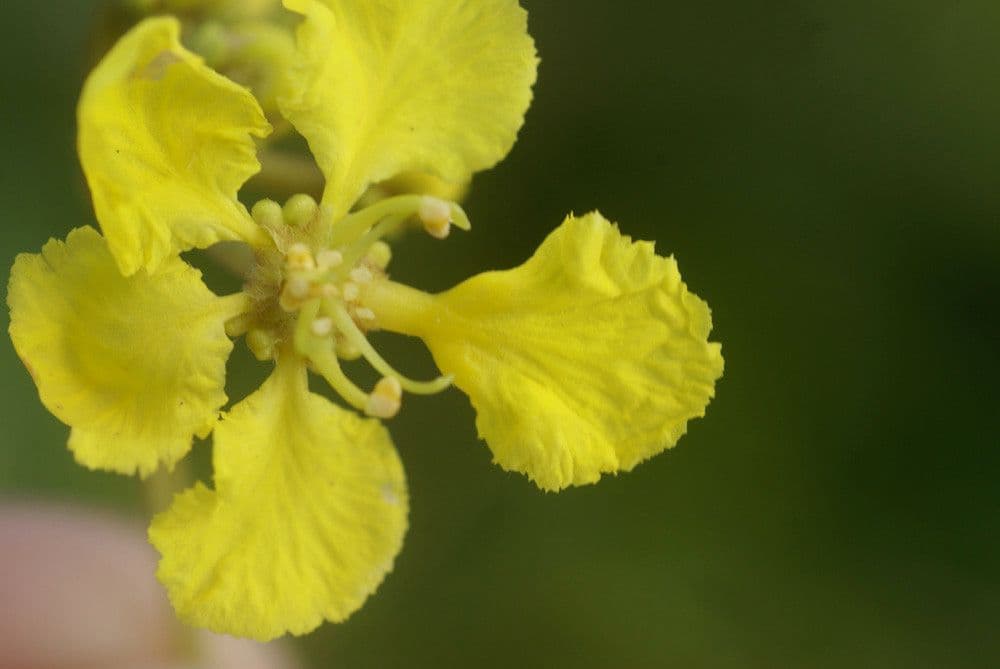 Stigmaphyllon 7