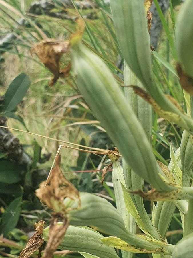 Bonatea 4