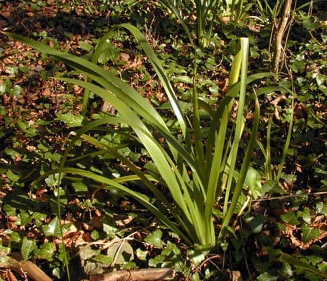 Iris fétide 24