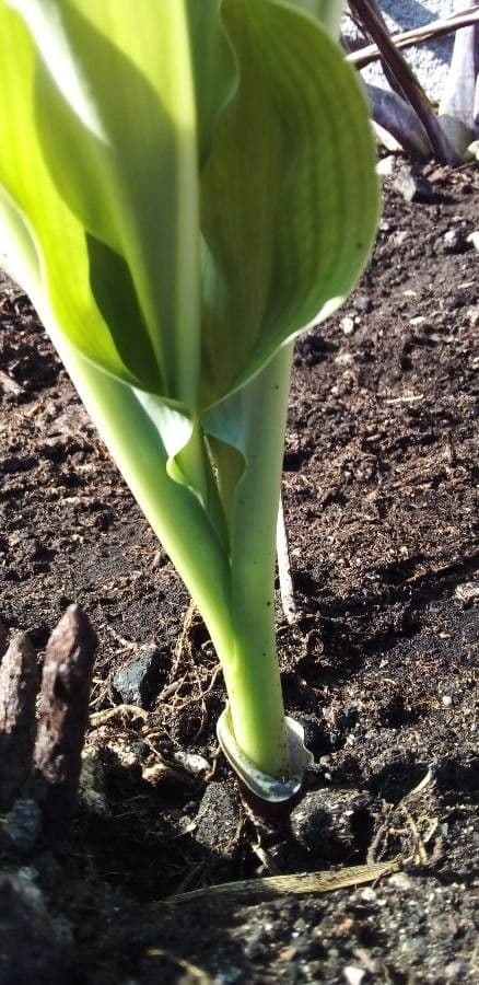 Scadoxus 17