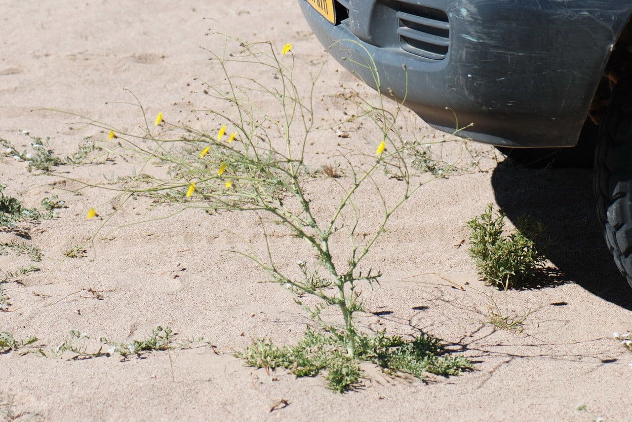 Launea mucronata 9
