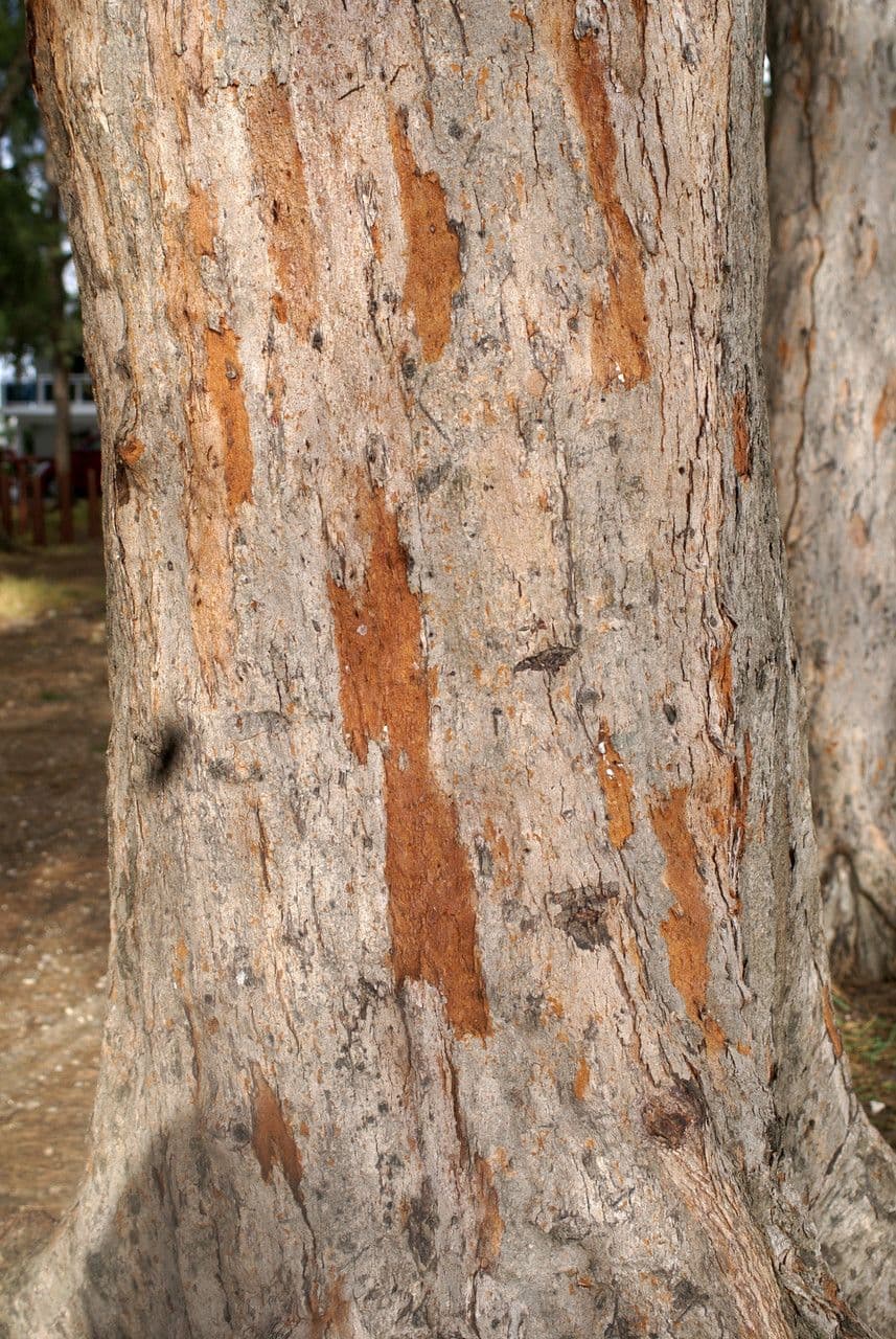 Casuarina equisetifolia 21