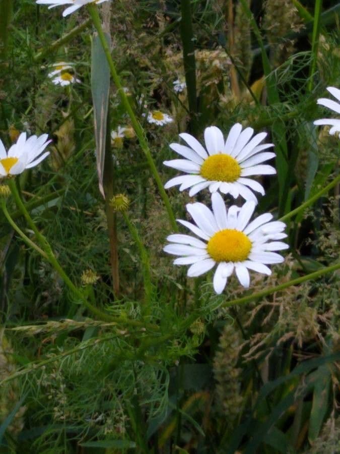 Scentless mayweed 7