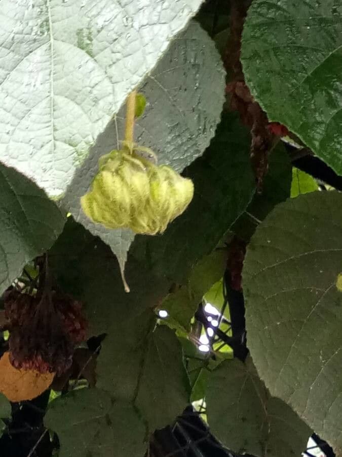 Dombeya