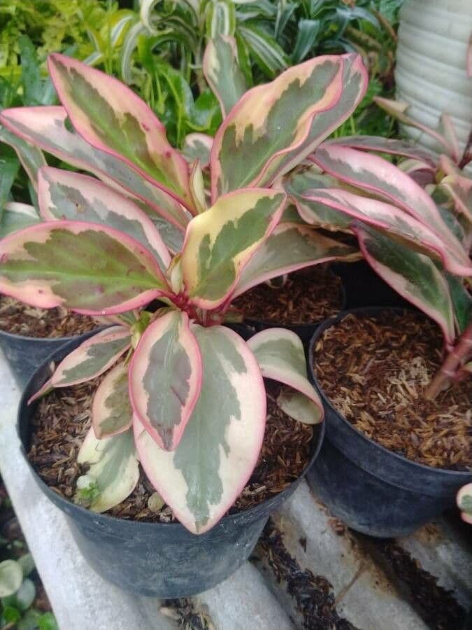 Peperomia 12