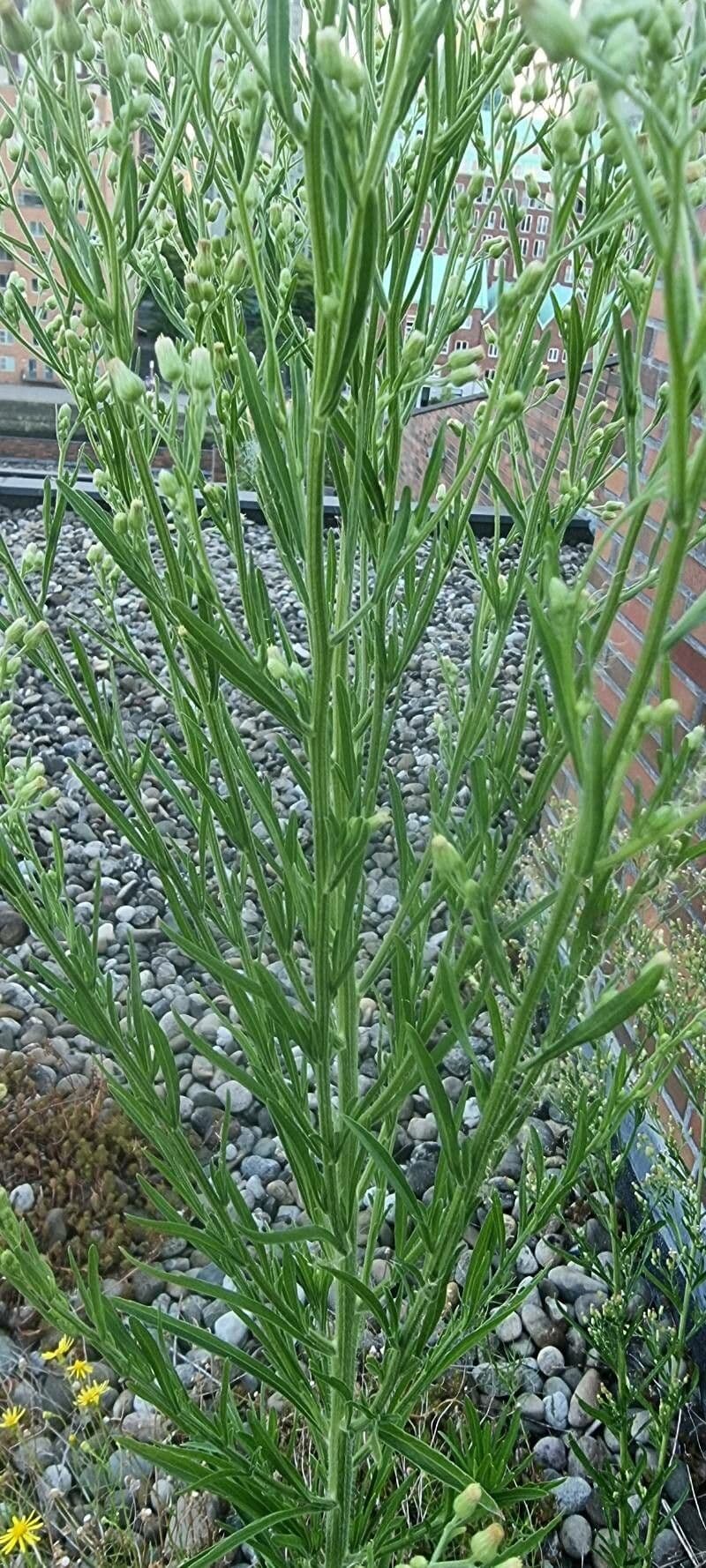 Baccharis a scopetta 3