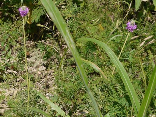 Dalea compacta 8