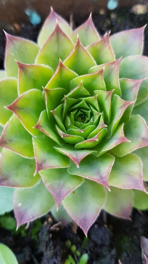 Semprevivo maggiore 25