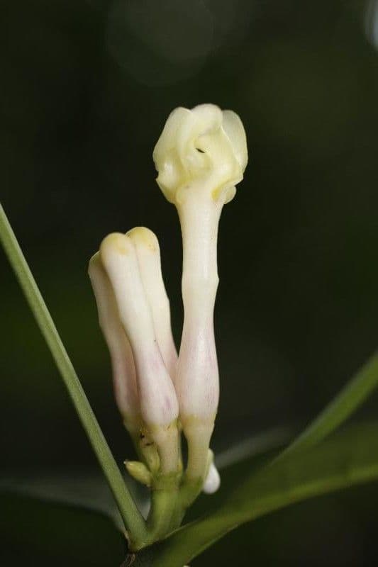 Tabernaemontana 3