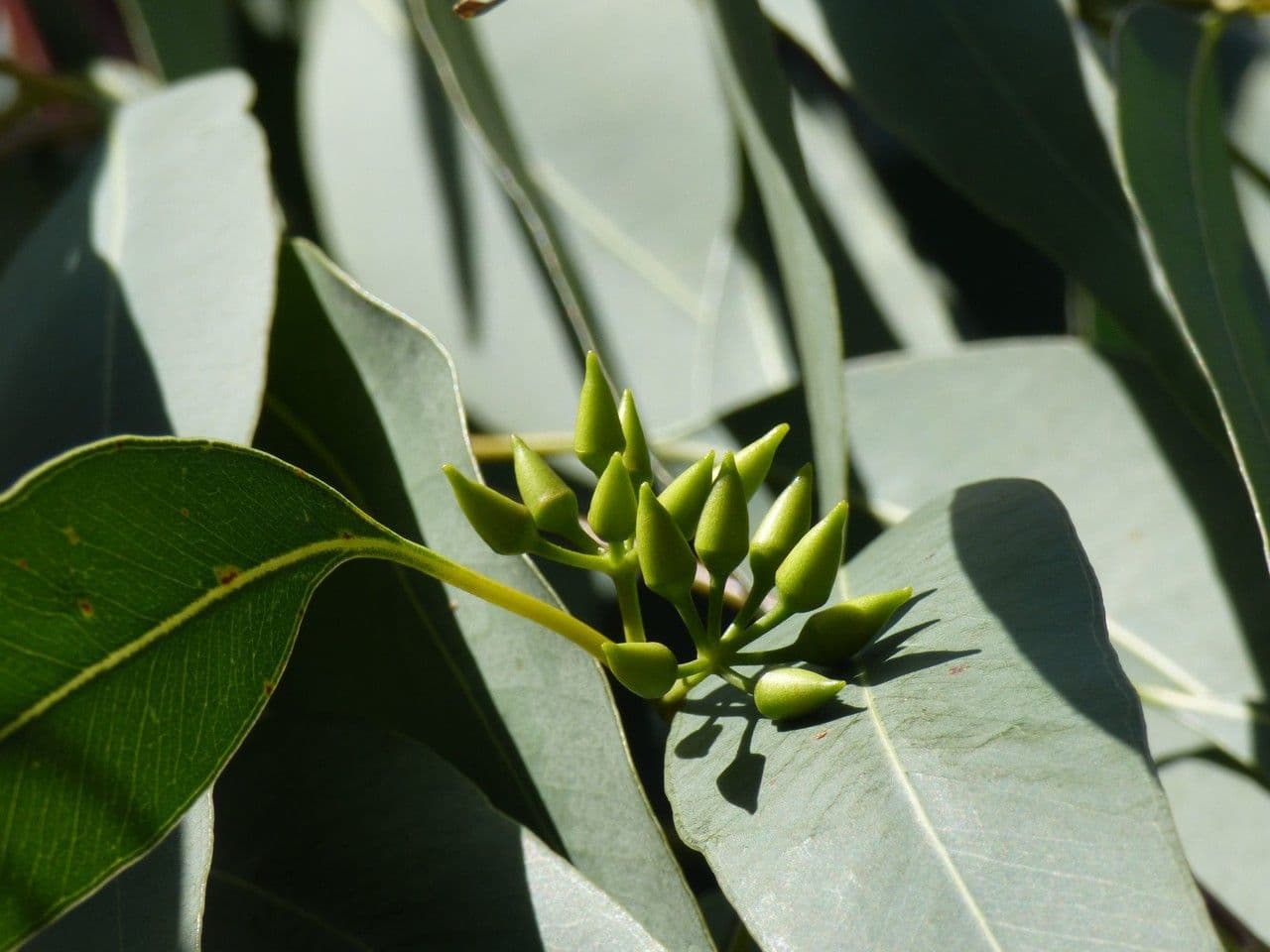Glattschaliger Eukalyptus 5