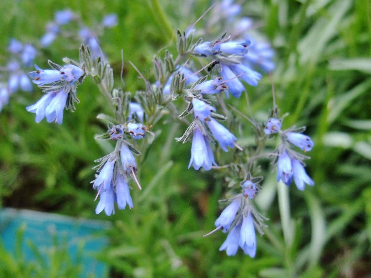 Moltkia 5