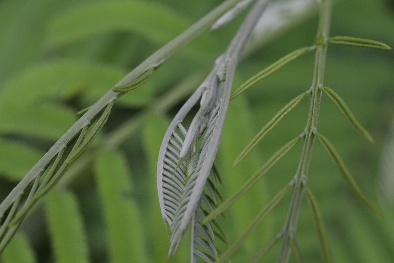Leucaena pulverulenta 2