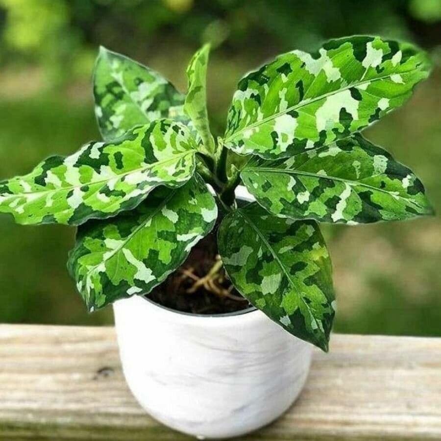 Aglaonema