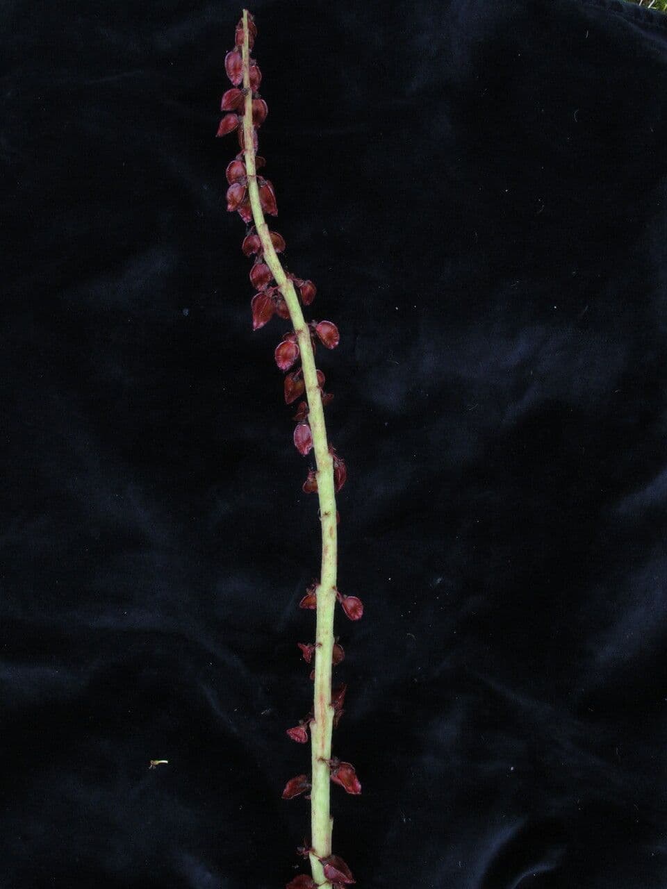Rabarbaro 3