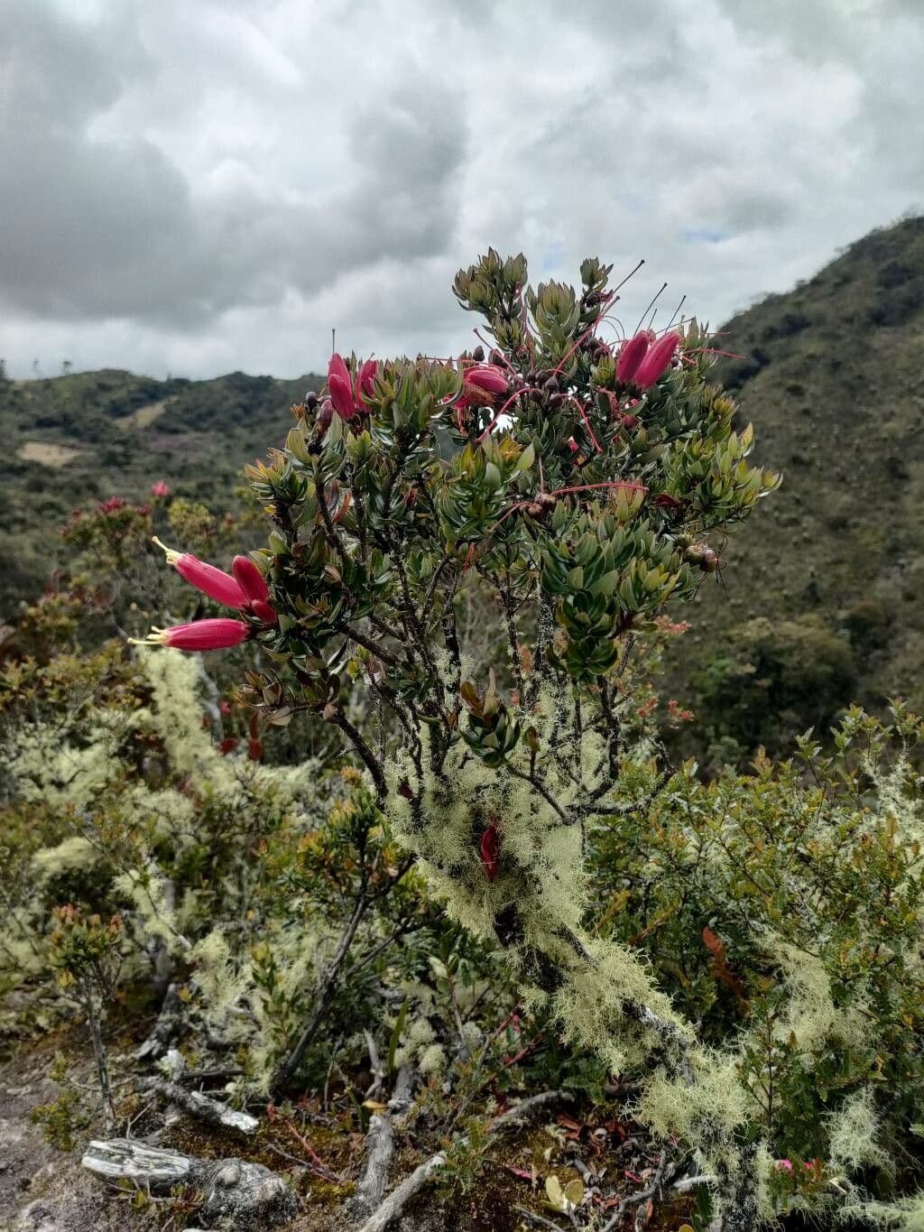 Bejaria 5