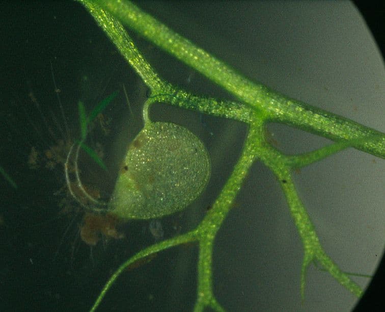 Erba-vescica minore 2