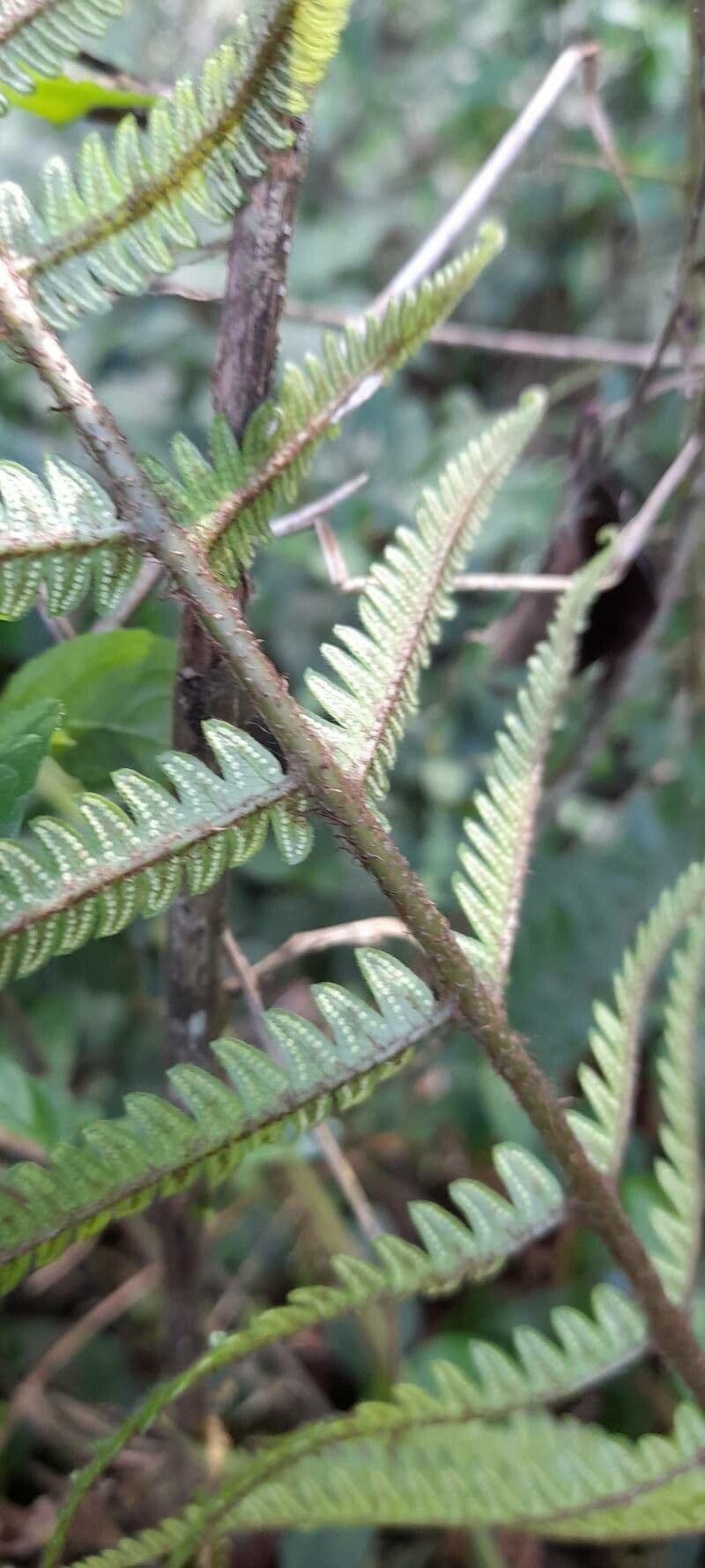 Thelypteris