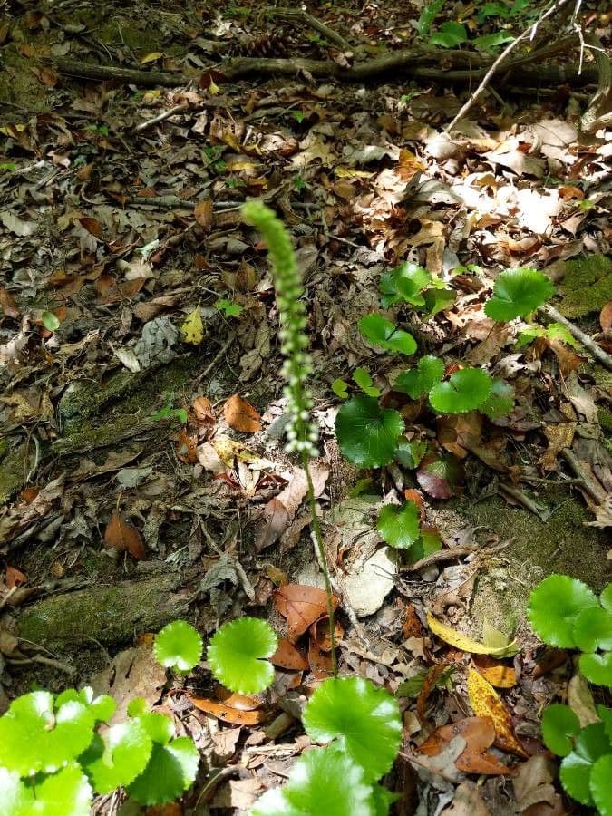 Galax urceolata 3