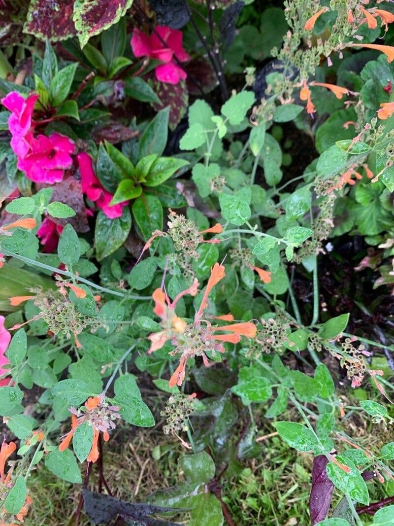 Agastache 12