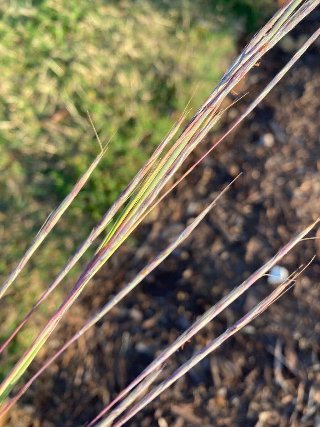Erba della prateria 10