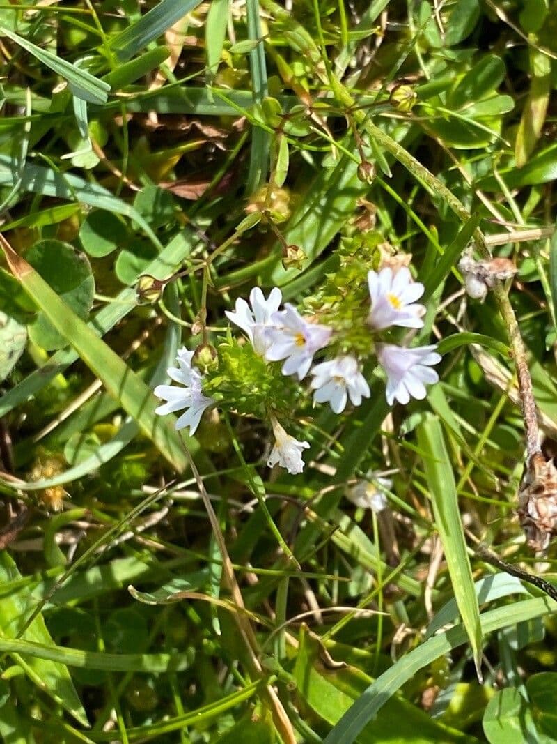 Eufrasia dei boschi 2