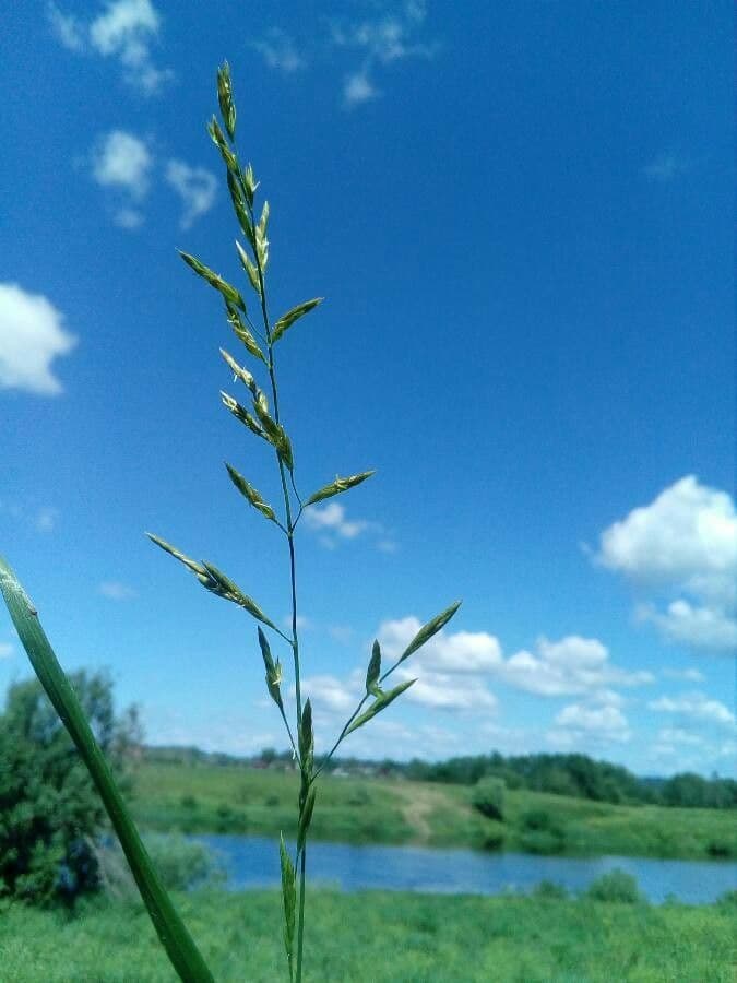 Festuca dei prati 10