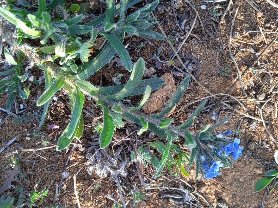 Zlatovlas farbiarsky 9