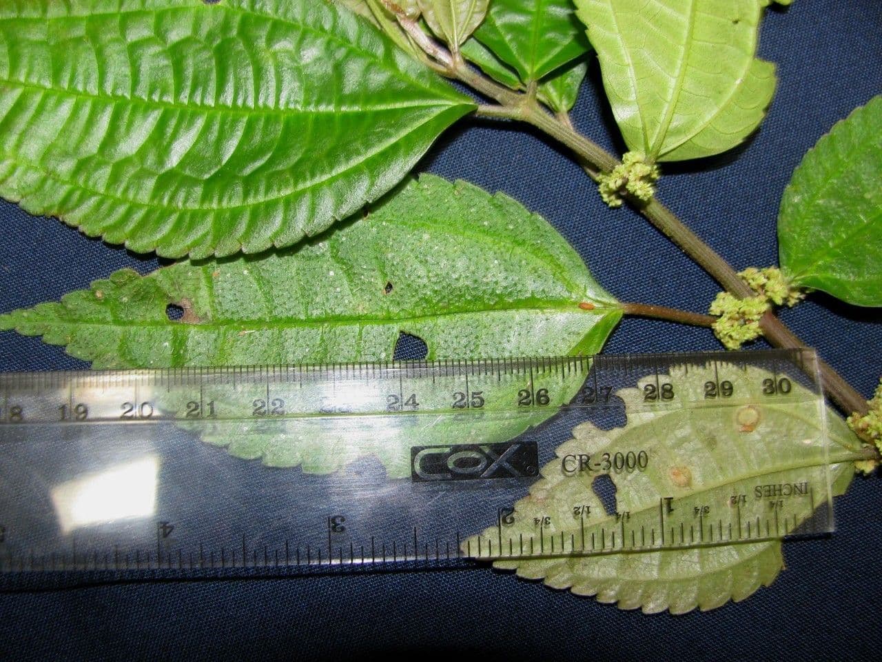 Pilea 10