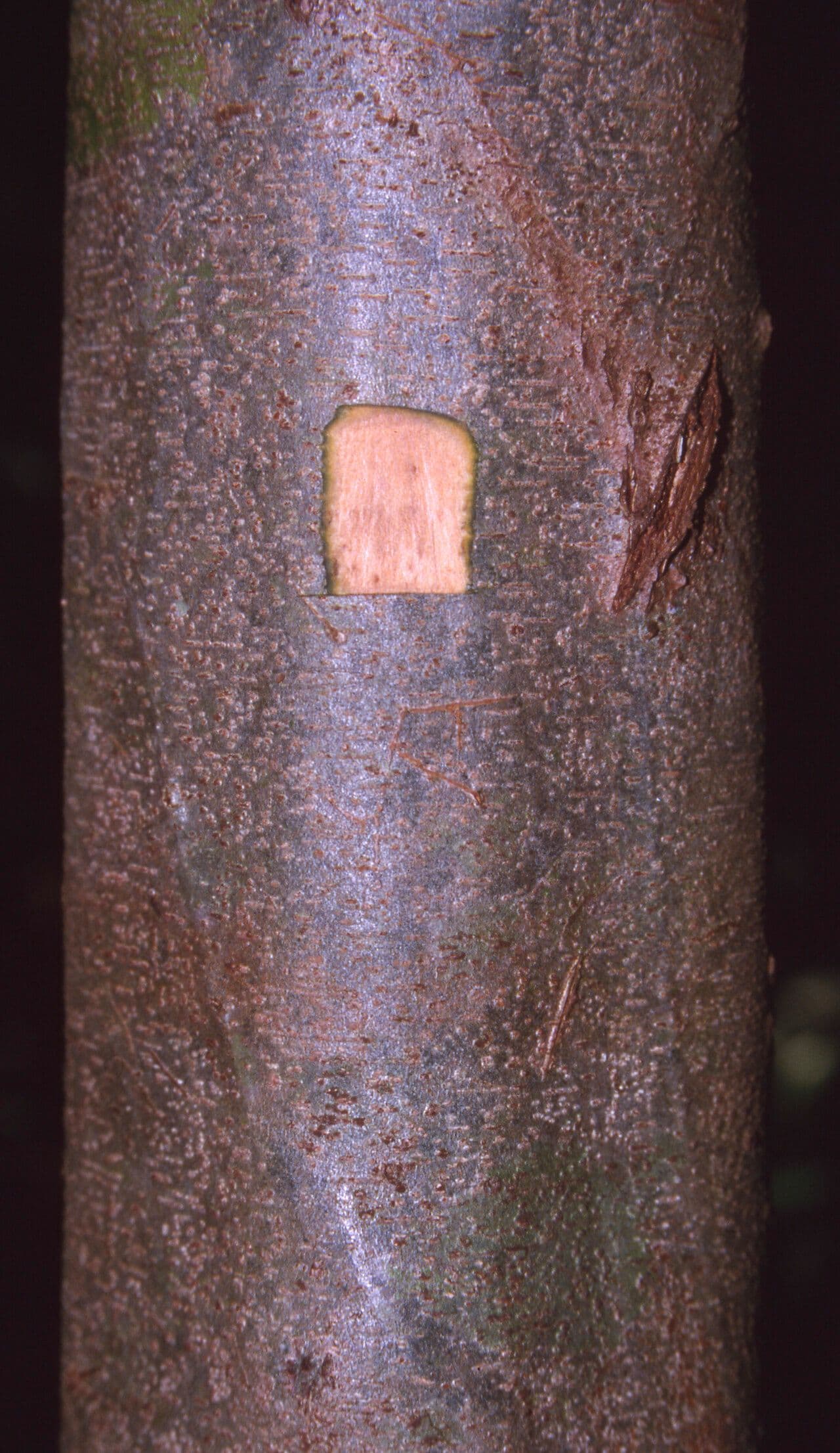 Inga 6