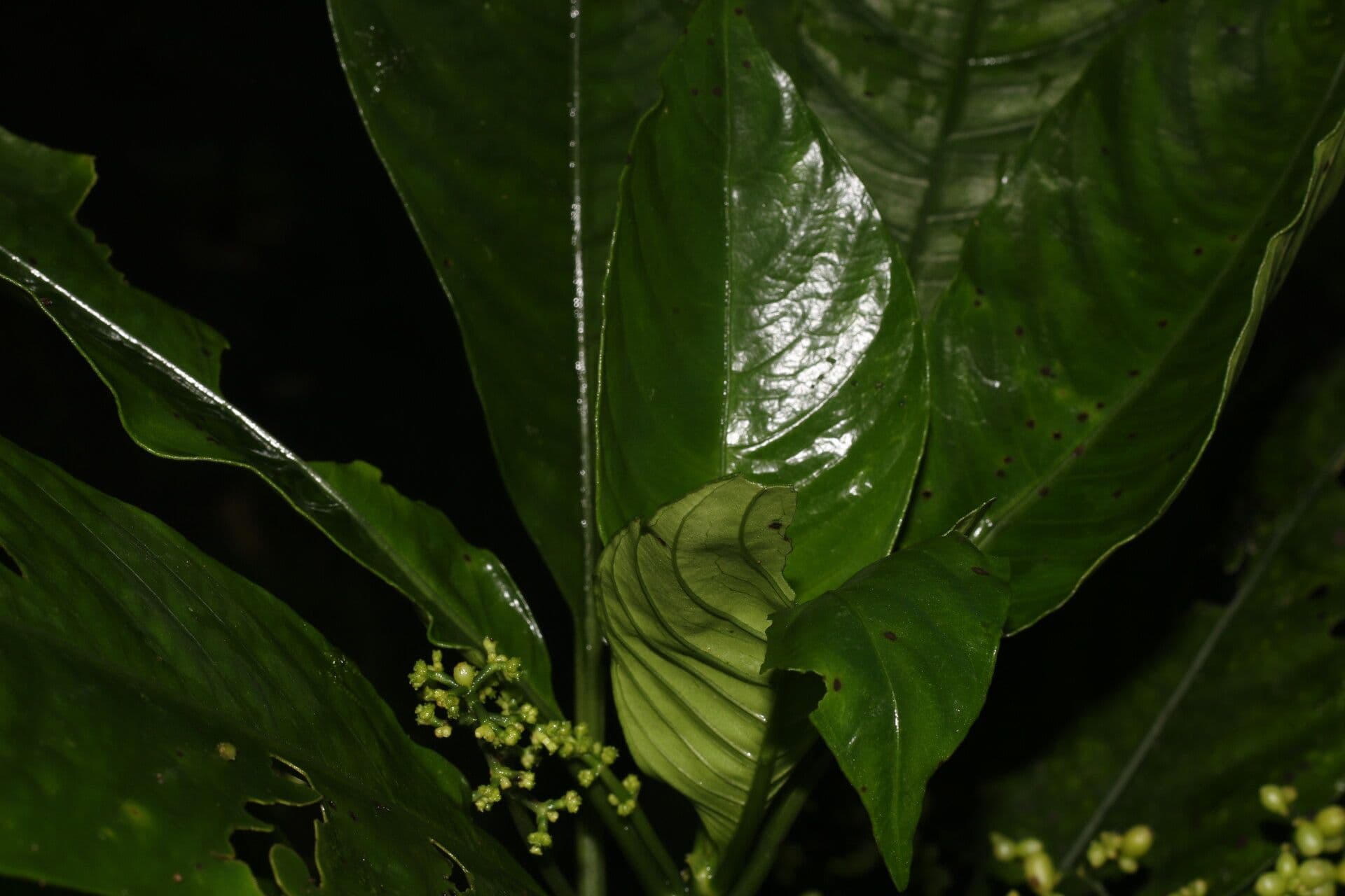 Notopleura 16