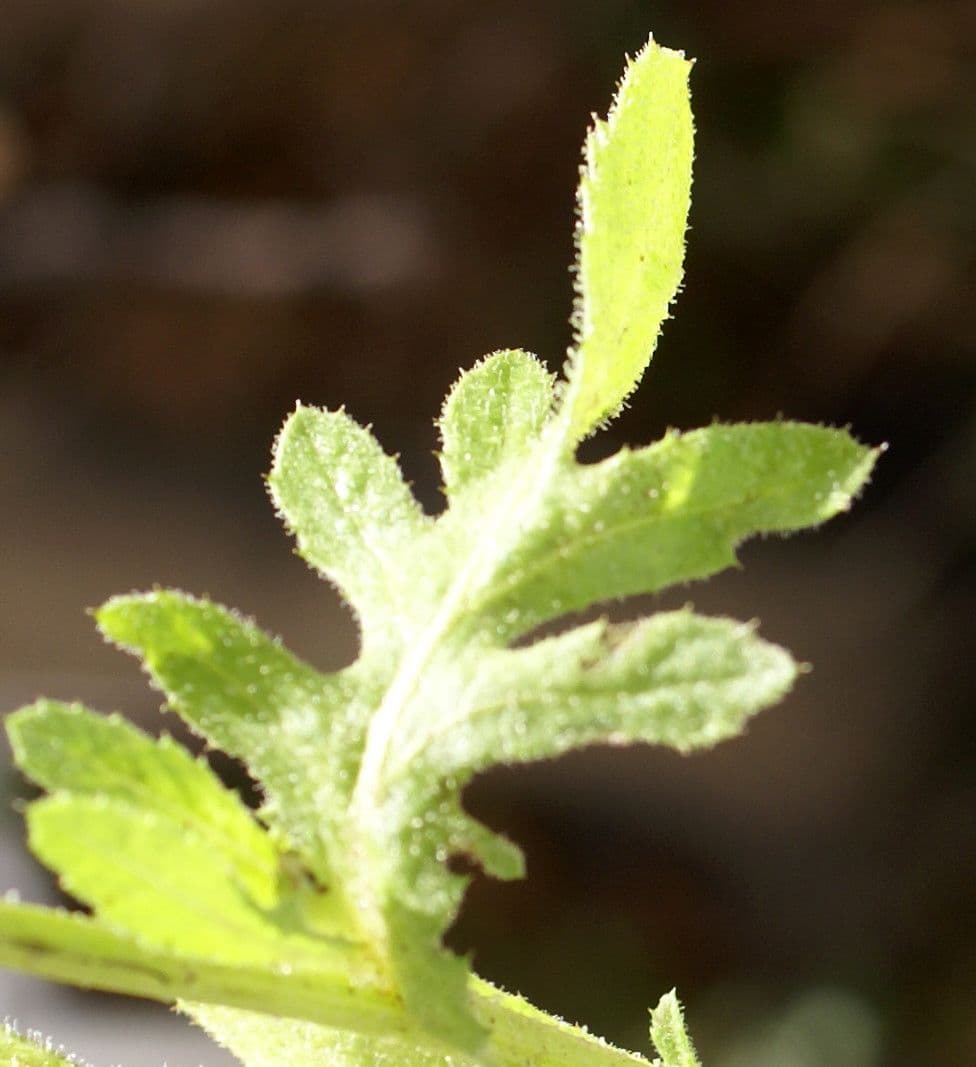 Volutaria tubuliflora 14