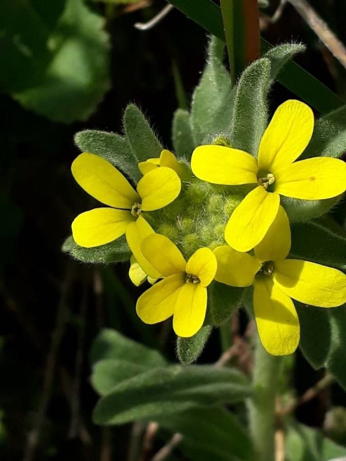 Fibigia clypeata 7