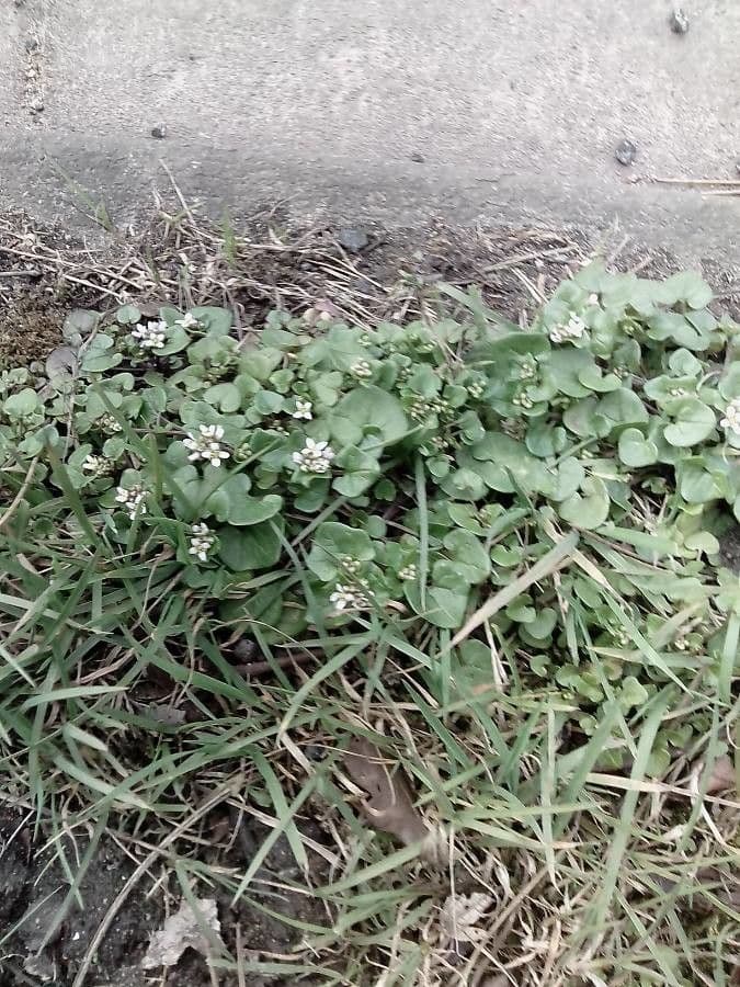 Cochlearia groenlandica 8