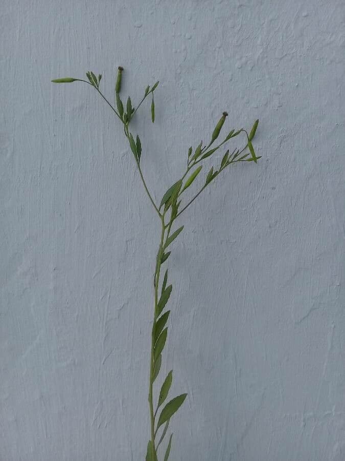 Cilantro de monte 15