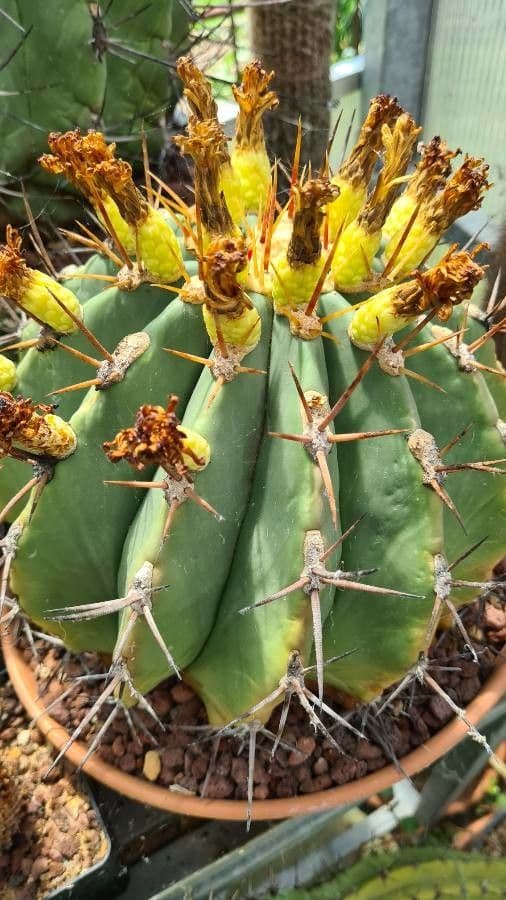 Ferocactus di Potts 8
