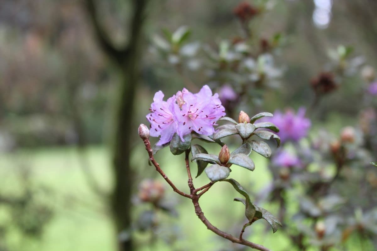 Rododendro