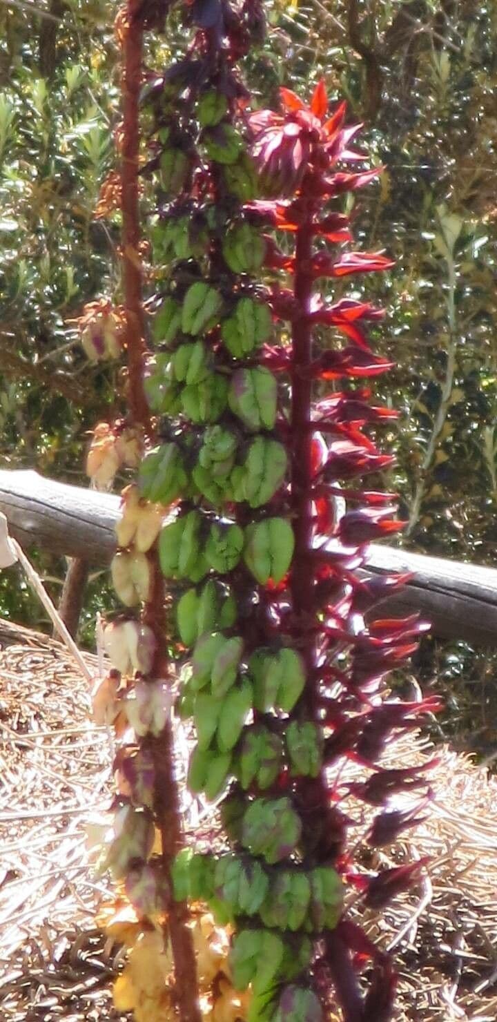 Melianthus maggiore
