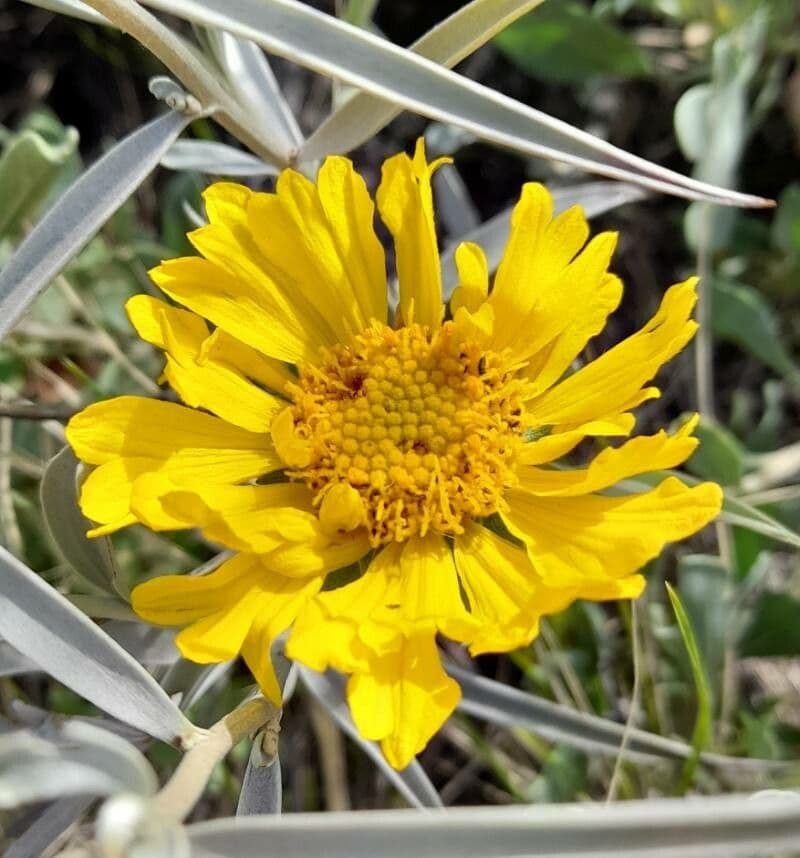 Gaillardia cabrerae 2