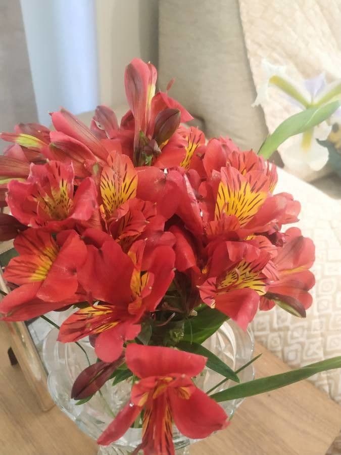 Alstroemeria aurea 21