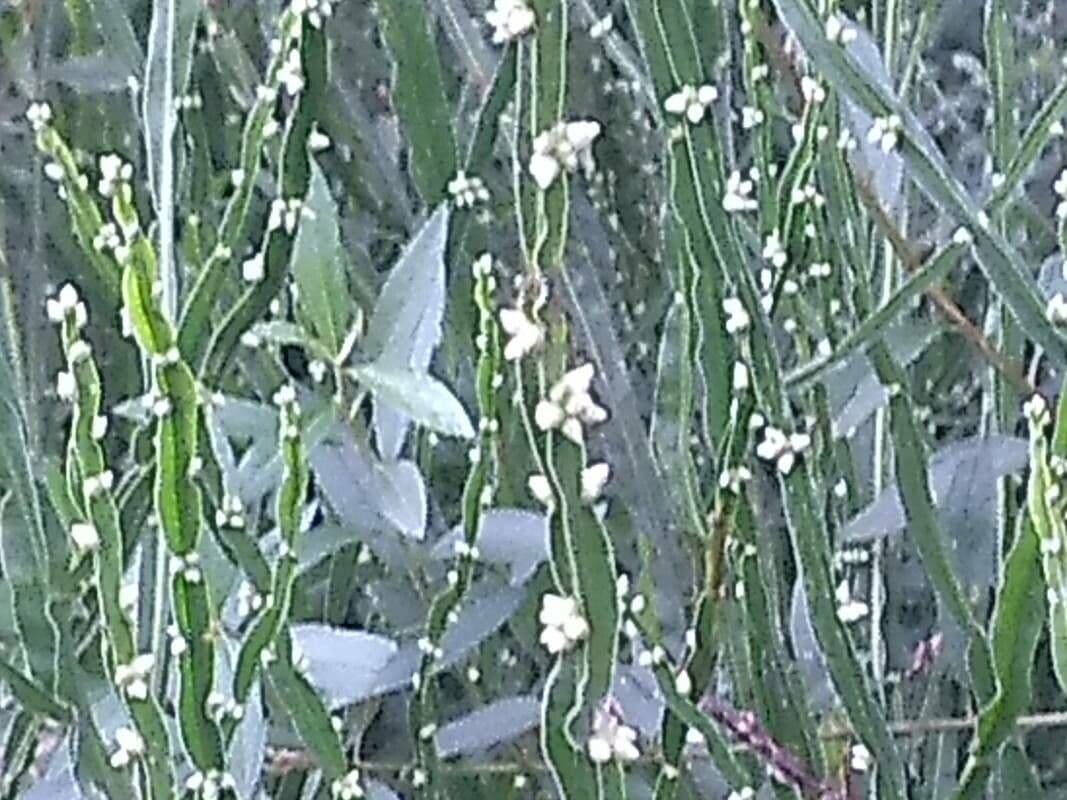 Baccharis trimera 10