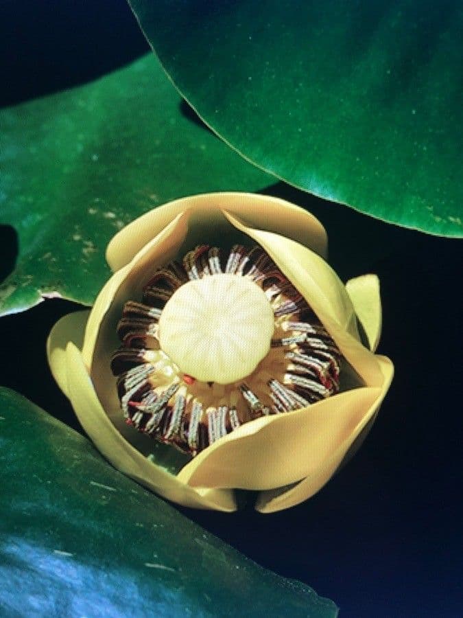 Ninfea gialla 6